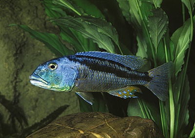 Aristochromis christyi